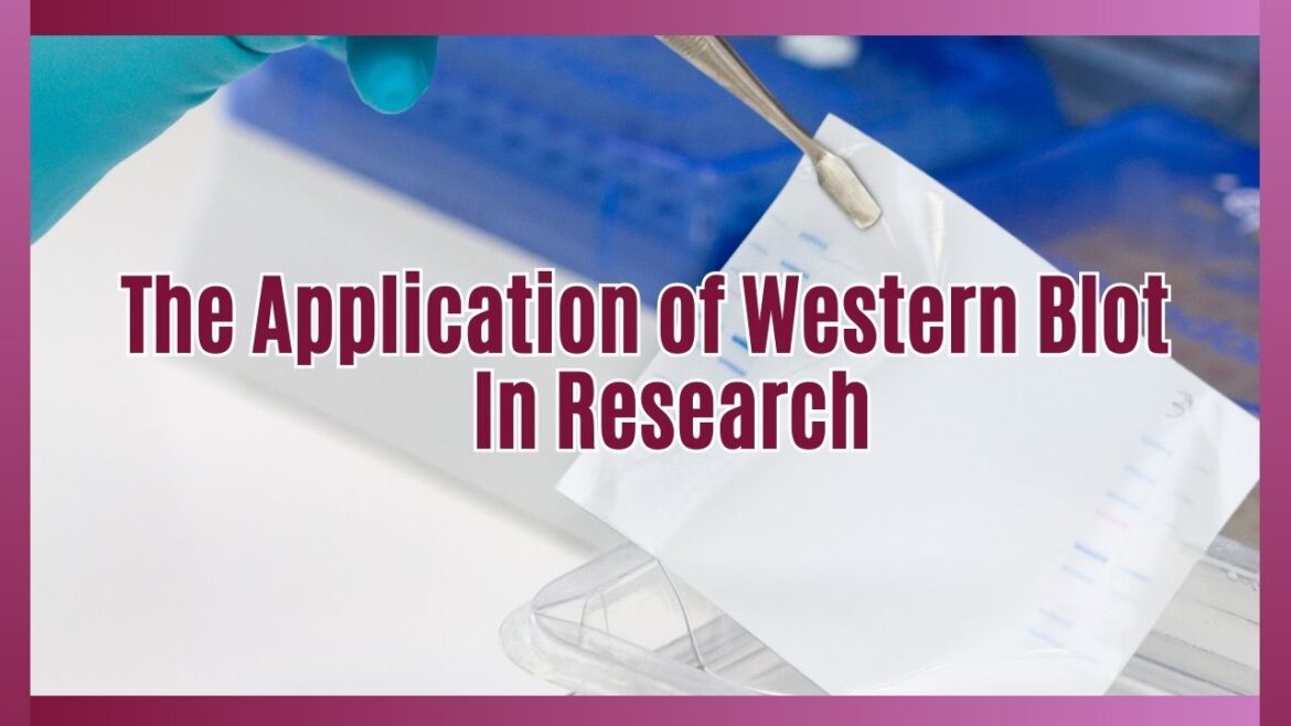 The Application of Western Blot in Research