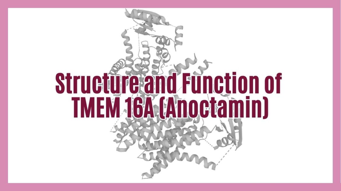 Structure and Function of TMEM 16A