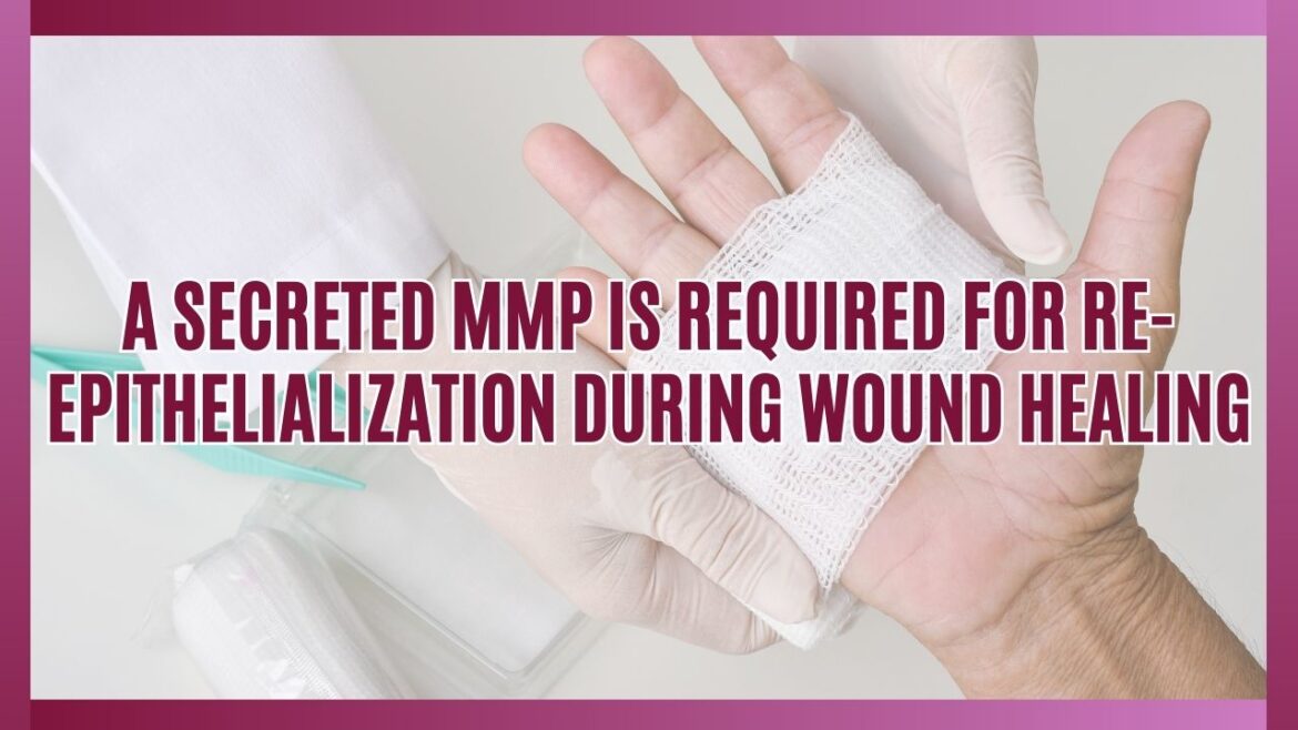 A SECRETED MMP IS REQUIRED FOR RE-EPITHELIALIZATION DURING WOUND HEALING